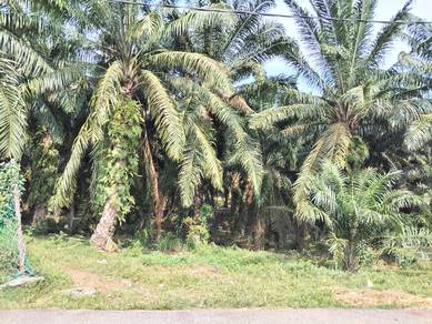 Tanah Sawit Freehold Non Bumi Berhampiran Lukut