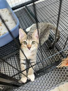 (FREE) Cat Open For Adoption