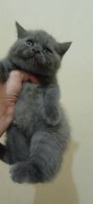 Kucing BSH