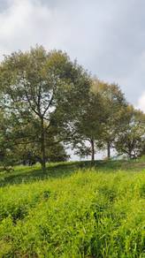 Agricultural-Land-for-sale-Karak-Pahang