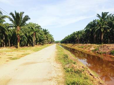 Tanah Sawit Sesuai Buat Rumah