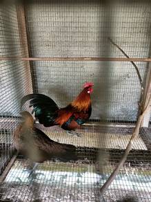 ayam hutan