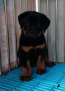 Rottweiler 
