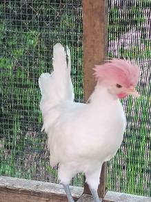 poland jantan