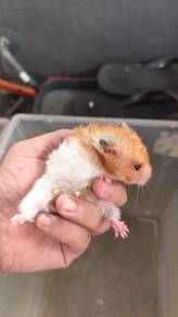 Syrian Hamster Female