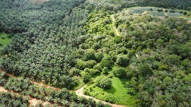 Agricultural-Land-for-sale-Kota-Tinggi-Johor-2