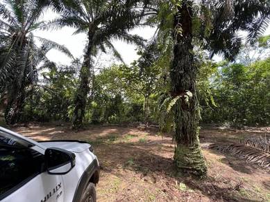 Agricultural-Land-for-sale-Kota-Tinggi-Johor-1