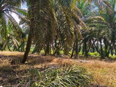 Agricultural-Land-for-sale-Pekan-Nanas-Johor