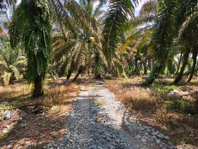 Agricultural-Land-for-sale-Pekan-Nanas-Johor-2