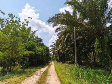 Agricultural-Land-for-sale-Pekan-Nanas-Johor-1