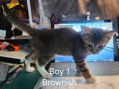 Male Kitten Mixed BSH Short Hair