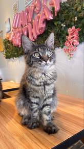 Mainecoon cat kucing purebreed female male