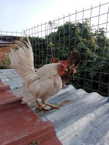 ayam serama