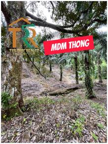 Oil palm | 96.44 acres | for sale