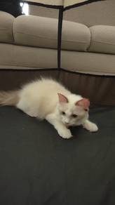 Pure Ragdoll