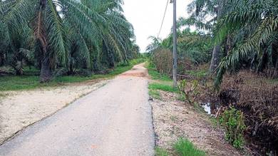 Tanah Sawit Kampung Sungai Ranggam Kota Setia Perak Untuk Dijual