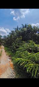 Agricultural-Land-for-sale-Kota-Tinggi-Johor-1