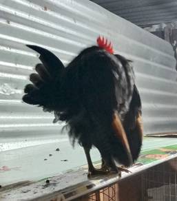 ayam serama