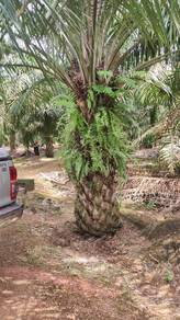 6.5 acres Oil Palm 10 Years Machap
