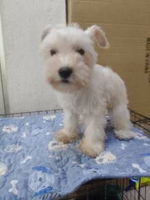 miniature schnauzer 