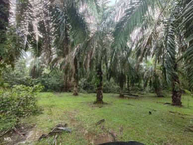 Agricultural-Land-for-sale-Hulu-Terengganu-Terengganu