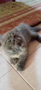 Kucing parsi