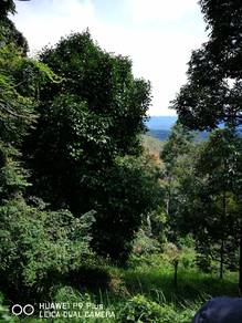 Agricultural-Land-for-sale-Raub-Pahang