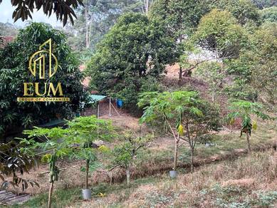 Freehold Old Durian Farm With Bird Nest House Jelebu Negeri Sembilan