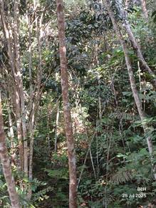 Kebun Buah Buahan [Geran mukim]