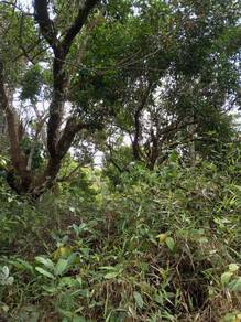 Agricultural-Land-for-rent-Selama-Perak