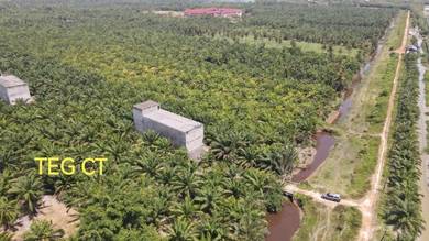 For Sale! Birdnest House & Oil Palm Plantation Tanjong Karang