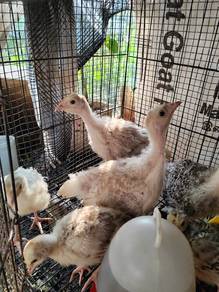 anak ayam belanda hybrid