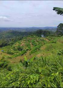Tamparuli CL 15 Acres Planted with Durian