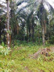 Agricultural-Land-for-sale-Slim-River-Perak-2