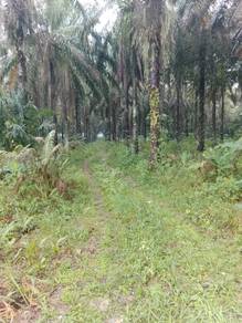 Agricultural-Land-for-sale-Slim-River-Perak-1