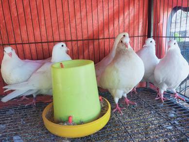 merpati holland white giant runt