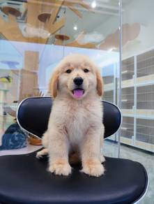 Golden retriever big bone 大骨黄金猎犬