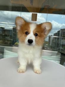 Corgi long coat Imported!进口长毛柯基