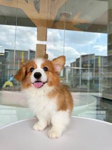 Corgi long coat Imported!进口长毛柯基