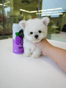 Tiny Bichon Imported!进口小体比熊