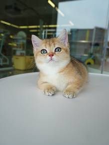Munchkin short leg cat Imported!进口曼基康矮脚猫