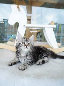 Maine coon Imported!进口缅因