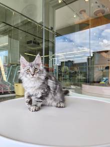 Maine Coon Imported !进口缅因