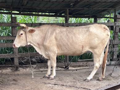 ibu lembu