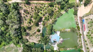 3.76 ac non bumi durian farm with 5 ponds with access in Hulu Langat