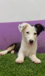 Border collie tri special marking MKA
