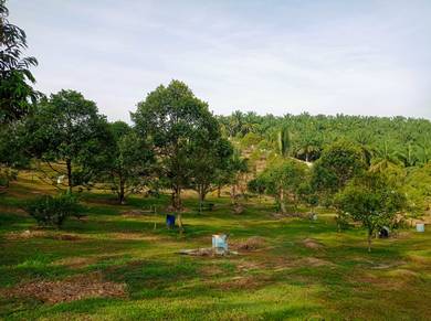[Non Bumi & Harvested ]5.7 acre Durian Orchard @ Sungai Siput Perak