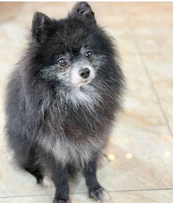 Pomeranian stud service 