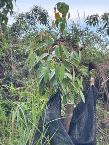 Agricultural-Land-for-sale-Alor-Gajah-Melaka-1
