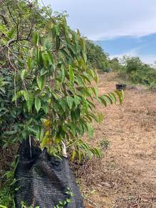 Agricultural-Land-for-sale-Alor-Gajah-Melaka-2